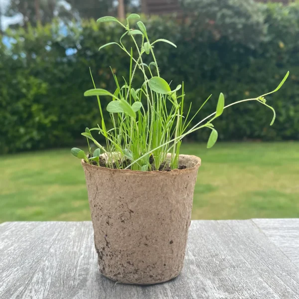 288 x 5cm Eco Round Fibre Plant Pots – Biodegradable & Compostable Seedling Pots for Sustainable Gardening - Image 3
